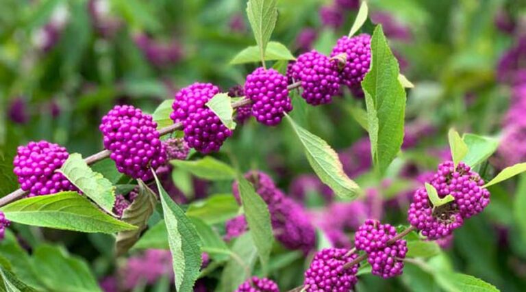 How to use American beautyberries as food and mosquito repellent