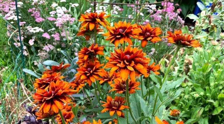 deer-proof and deer-resistant garden plants