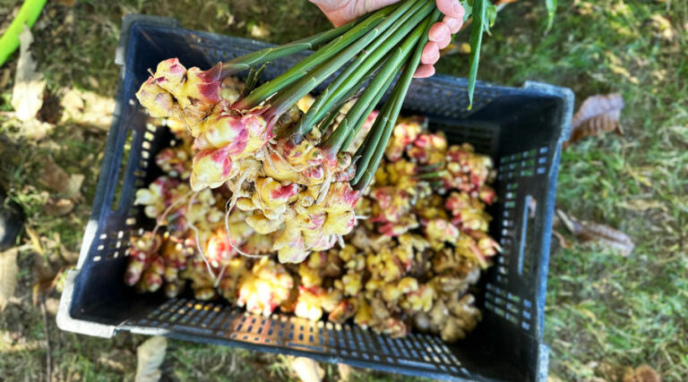 how to grow ginger anywhere