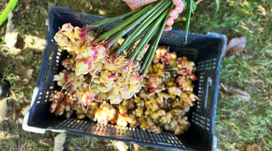 How to grow ginger anywhere cool zones, pots, and more! Tyrant Farms