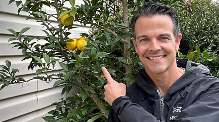 how to grow and use yuzu (Citrus junos)