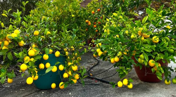 Guide: How to grow Meyer lemons in pots or containers.