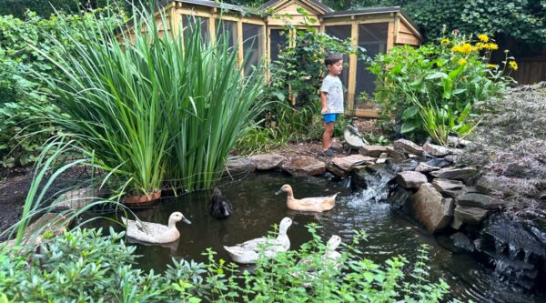 Benefits of a backyard pond - pros and cons of backyard pond