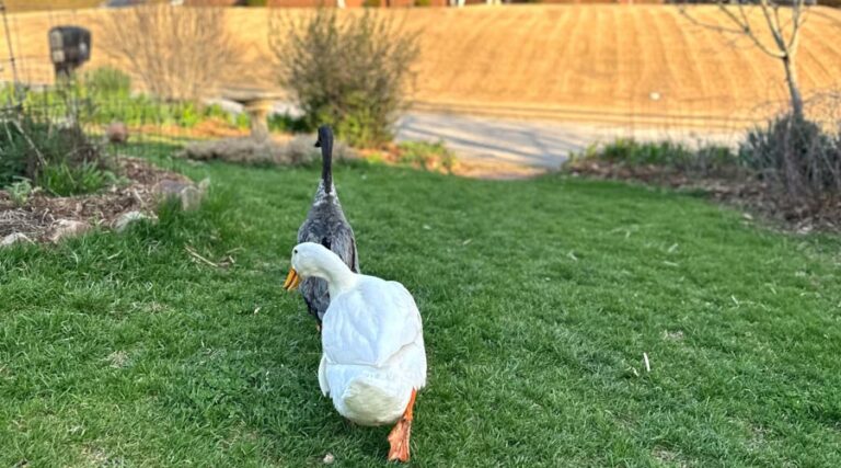 organic and natural lawn weed control - 9 methods