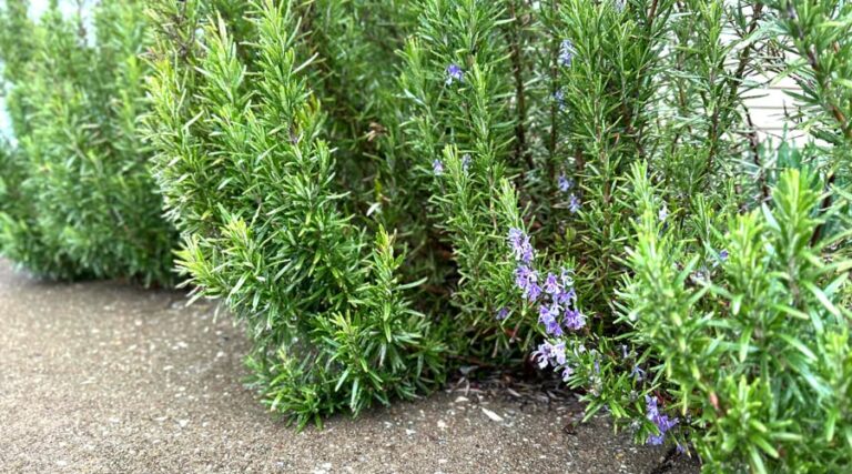 garden plants that can be used to repel mosquitoes