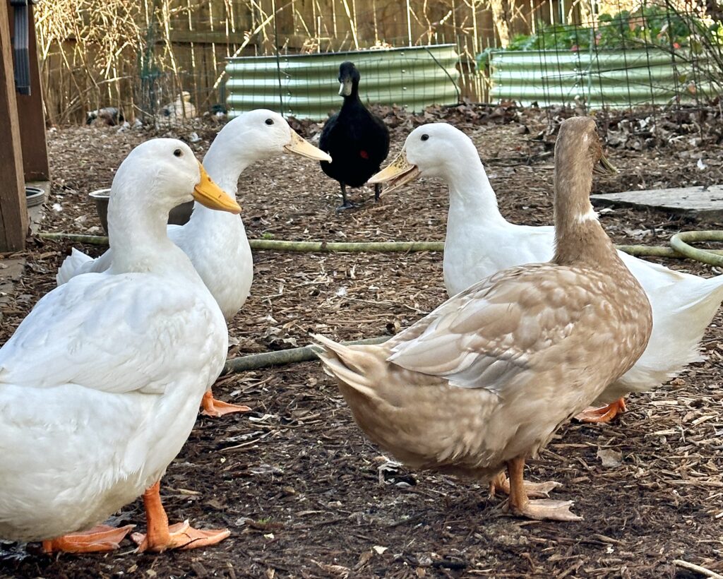 These members of our flock came from Carolina Waterfowl Rescue after being abandoned by their previous owners.