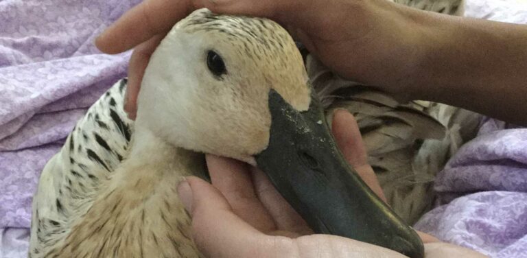 svetlana not feeling well - duck health and first aid guide