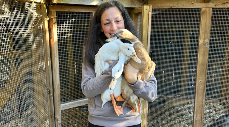 beginner's guide to raising ducks from tyrant farms