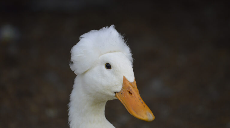What are crested ducks – and should backyard duck keepers get them?
