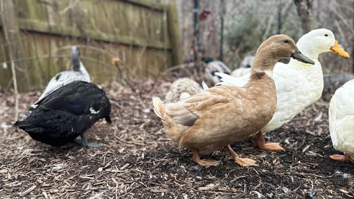 Different breeds of ducks foraging