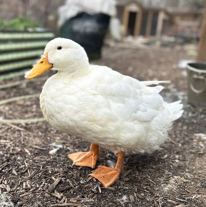 Piper pekin duck
