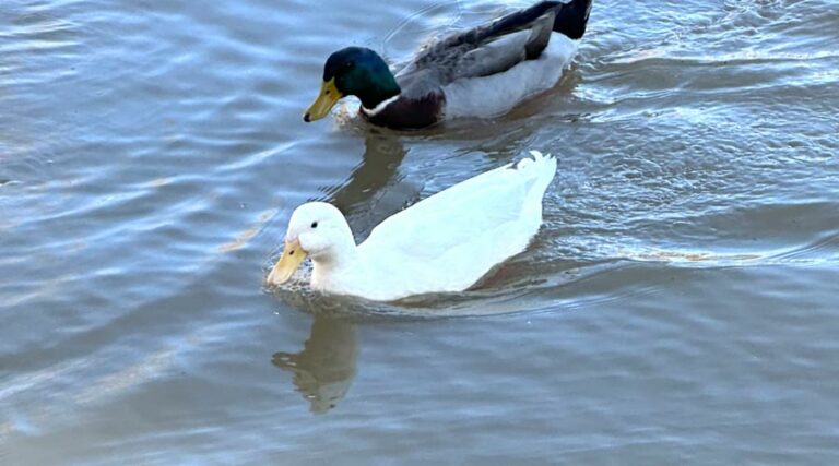 expert interview with Dr. Maurice Pitesky - bird flu / avian influenza