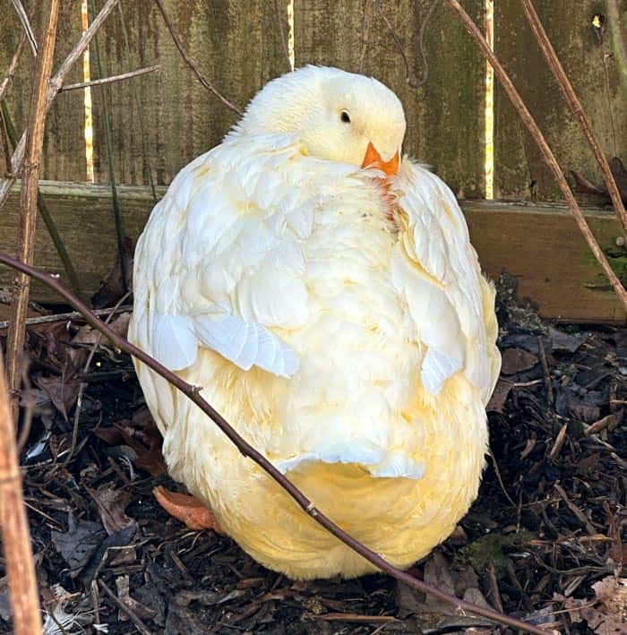 The yellow color on Piper's white feathers is due to her spreading oil from her preen gland across her feathers. We jokingly refer to this as our ducks "buttering their biscuits," and Piper has some lovely biscuits.