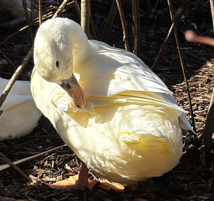 Thelma the duck pointing to her flight feathers.