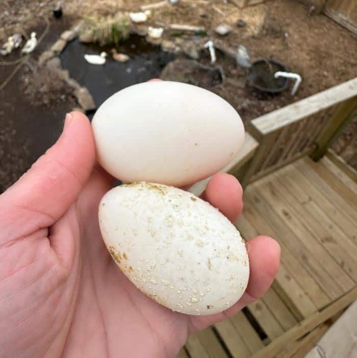 A tale of two duck eggs. The top egg is from a two-year-old duck and exhibits a perfect shape and shell texture. The bottom egg was laid by a nine-year-old duck who is just re-starting egg production in late February. Note the calcium deposits (sometimes called "pimples" in the poultry world) on the surface of the shell. These are likely caused by an age-related defect in the shell gland. The deposits wash off easily by hand and the egg is perfectly safe to eat.