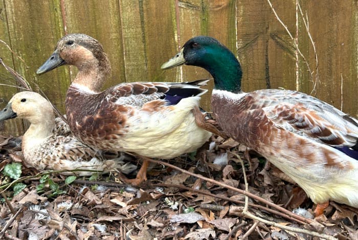 From left to right: Primrose, Poppy, and Marty. All three are nine-year-old Welsh harlequin females hatched at the same time and raised under the exact same care protocols. Primrose exhibits the typical feather coloration of a female Welsh harlequin. Poppy is henopausal and beginning her transition to a more drake-like appearance. Mary/Marty the duck exhibits the feather and foot colorations of a drake.