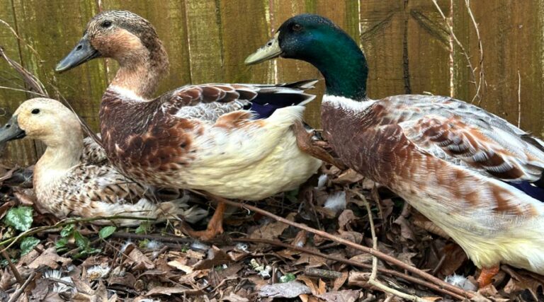 henopause in backyard poultry