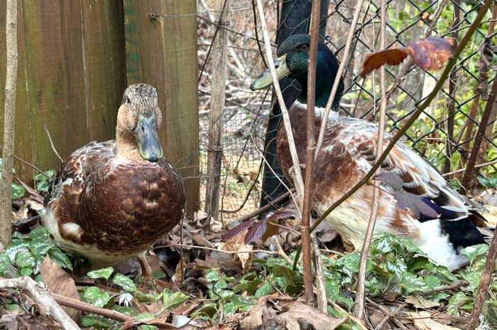 Mary/Marty and Poppy/Pappy talking discuss the strangeness of life.
