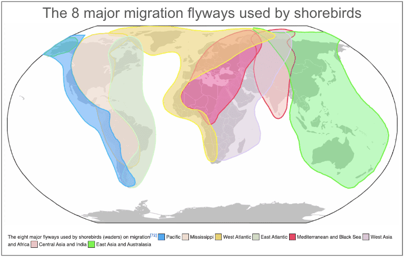 Main international flyways of bird migration. Image CC BY-SA 3.0. 