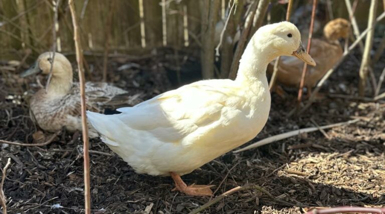 sunlight effects on ducks