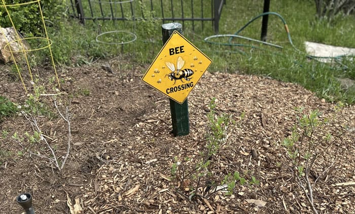 A bee crossing sign inside a freshly mulched bed at our son's school. Since many native bee species nest underground, mulched areas are not good native bee habitat, but the un-mulched areas behind the sign are.