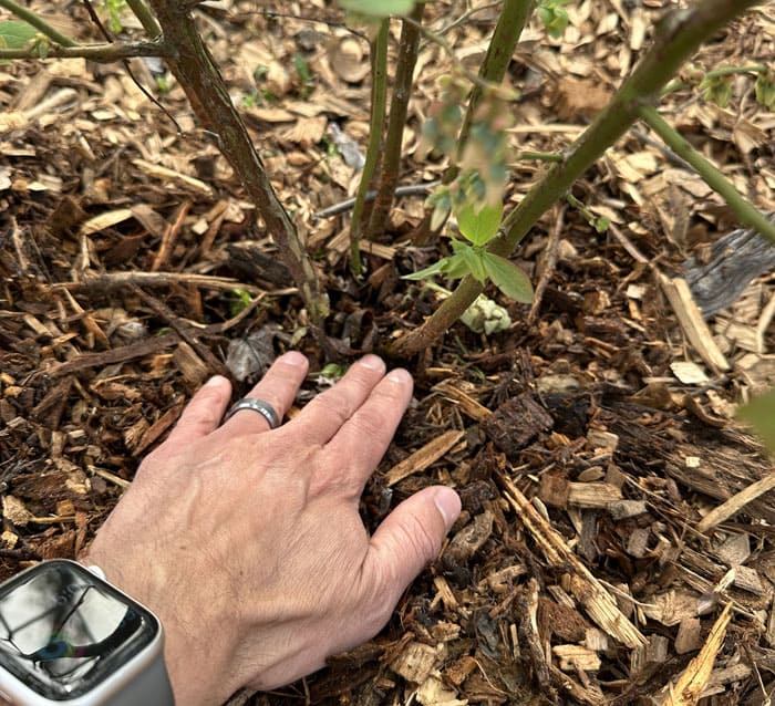Notice how the mulch around this blueberry plant tapers off towards the base of the plant so that the crown and canes are not buried. 