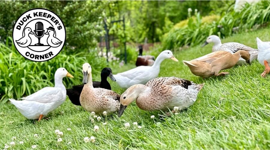 duck keepers corner vodcast featured image