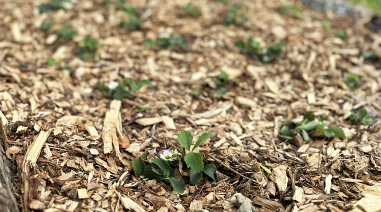 does mulch cause nitrogen deficiency?