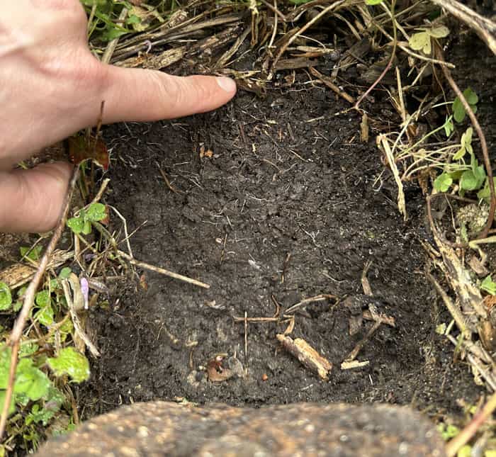 The transition zone between the mulch layer on top of the soil and the deeper soil below is referred to as the mulch-soil interface. Side note: it wasn't many years ago that the soil in this bed was hard-packed red clay. Now it's full of life and fertility. 
