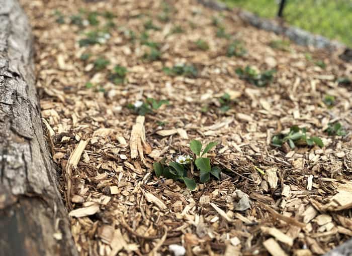 A new strawberry bed made using free, local forest waste products: wood logs that fell during a hurricane outline the bed edges and wood chip mulch is used to feed and protect the soil while blocking weeds. 