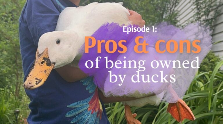 duck keeper's corner episode 1 - pros and cons of getting pet and backyard ducks