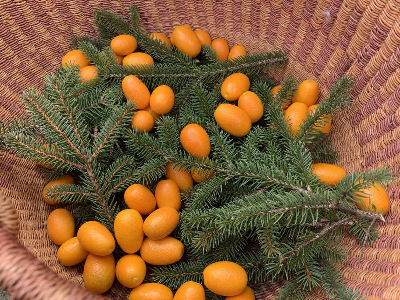 spruce and kumquats