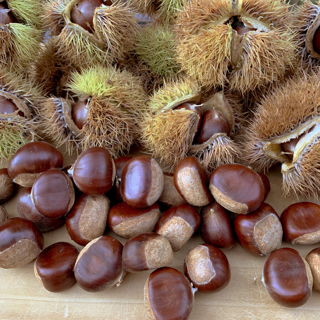 freshly harvested chestnuts