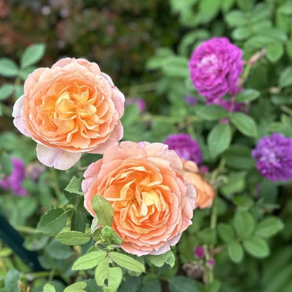 edible flowers - roses