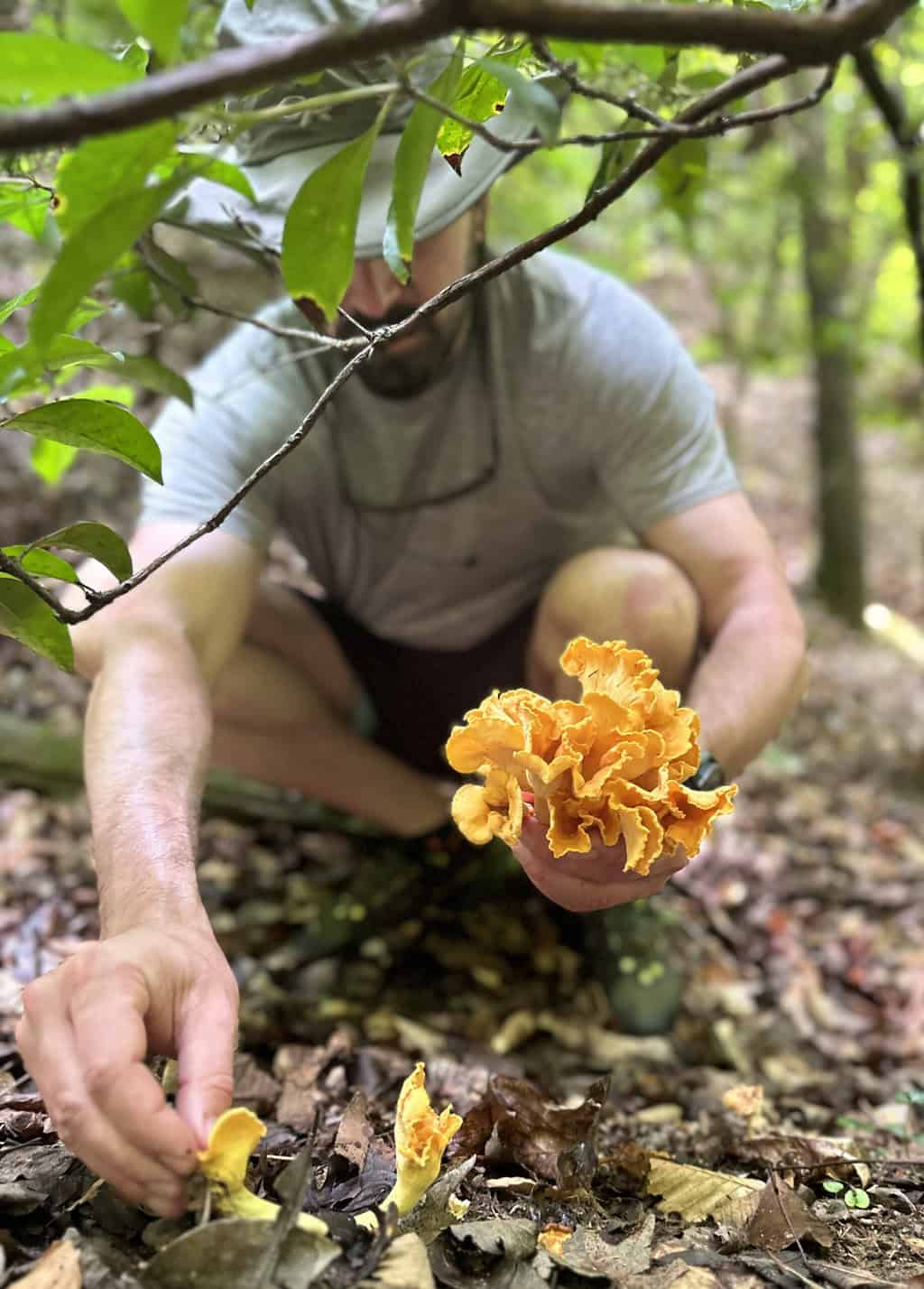 foraging for chanterelles
