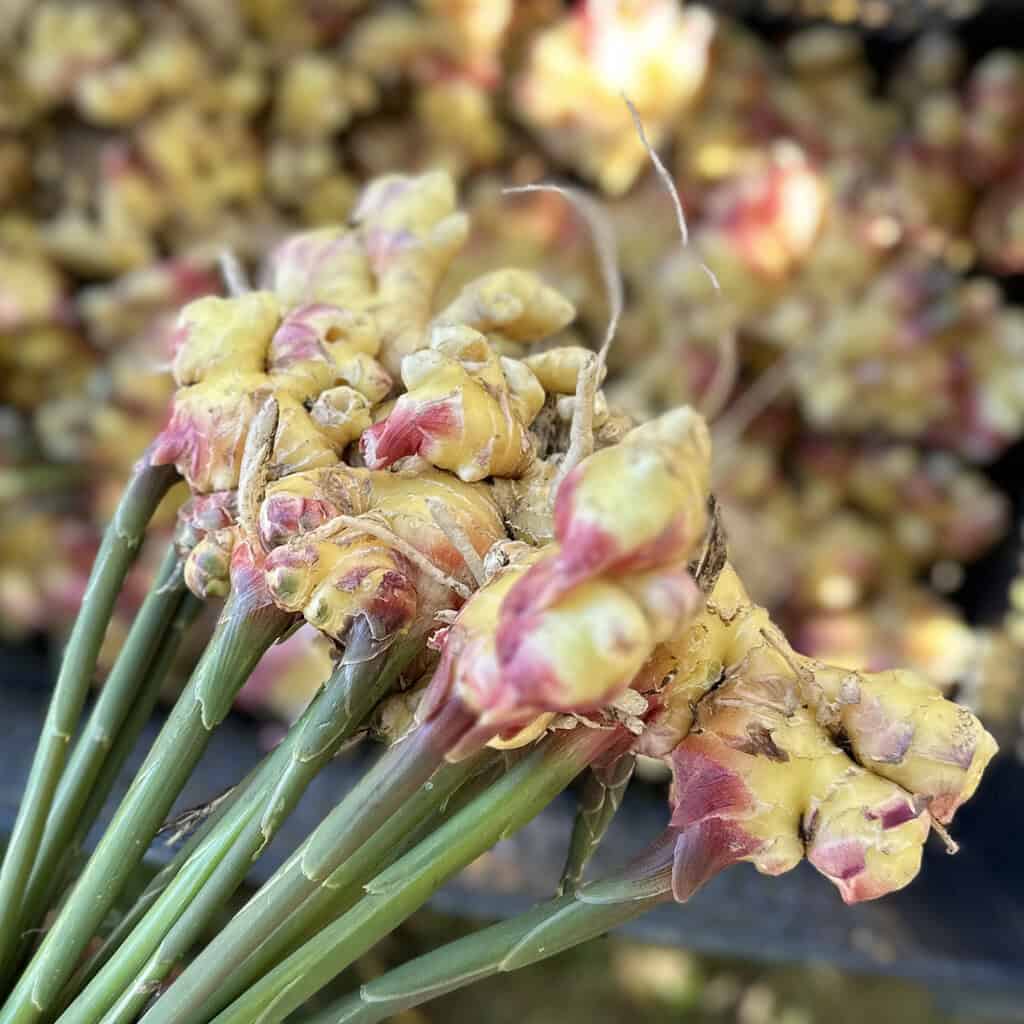 ginger root freshly harvested