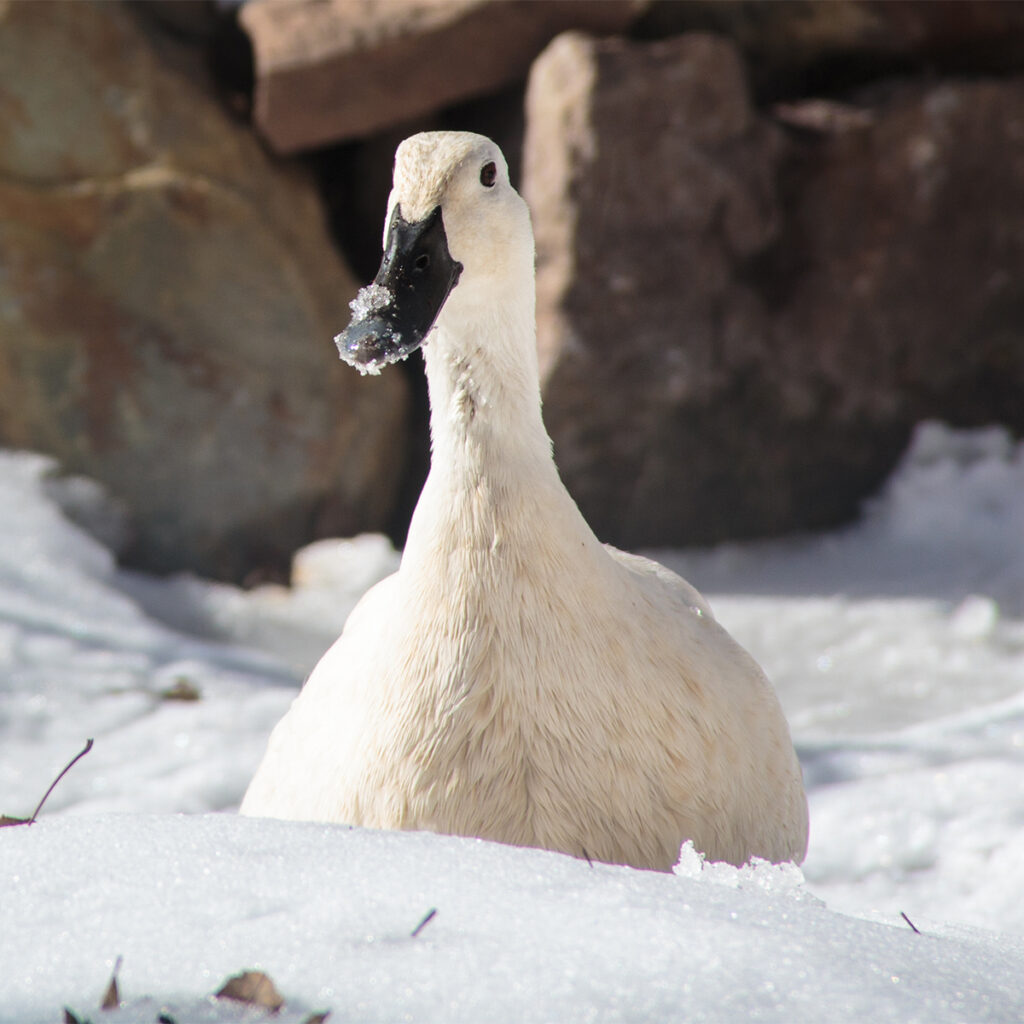 Lady Margaret Thrasher