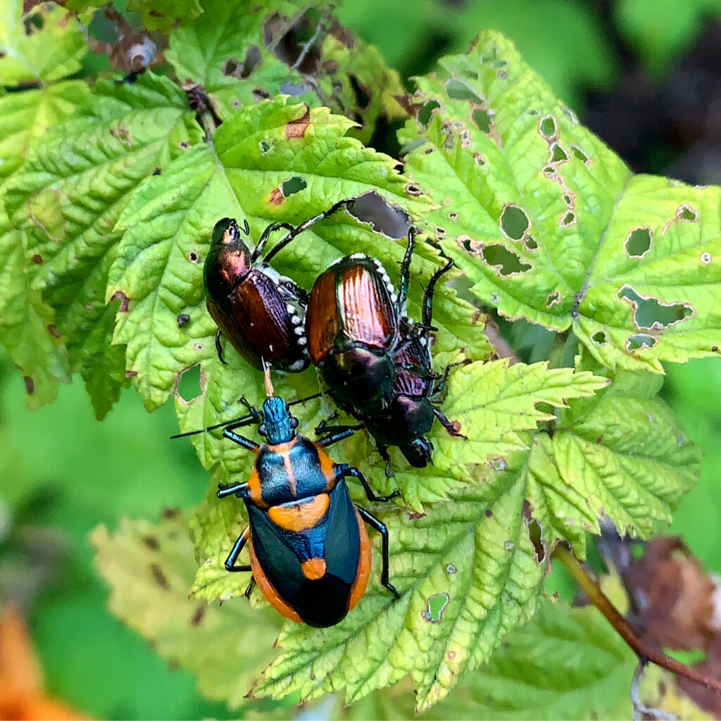 predatory stinkbug vs Japanese beetle