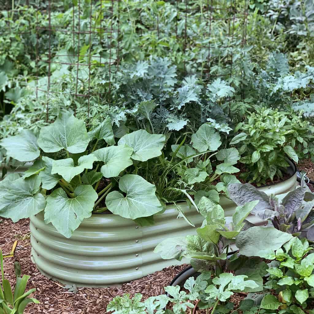 raised bed garden