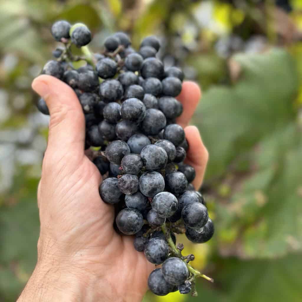 ripe grapes at Tyrant Farms