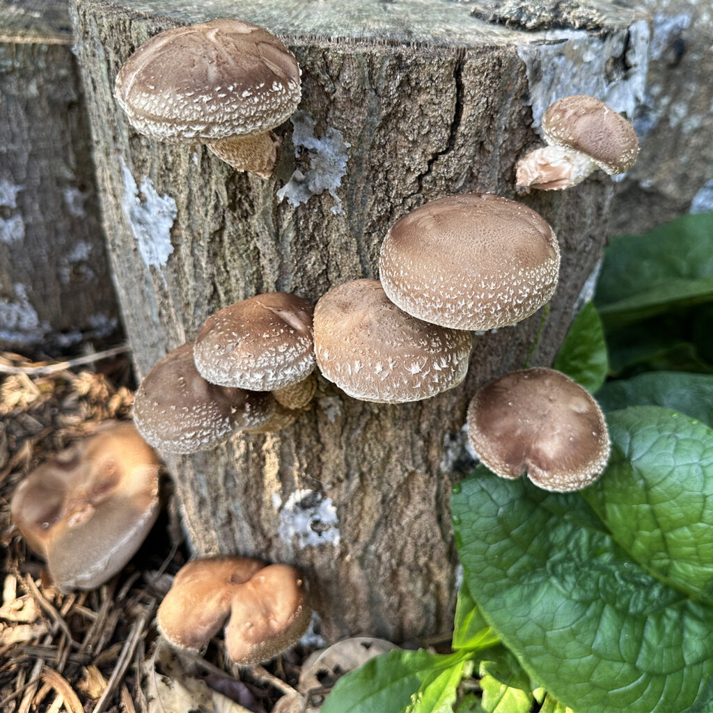 shiitake logs fruiting at Tyrant Farms