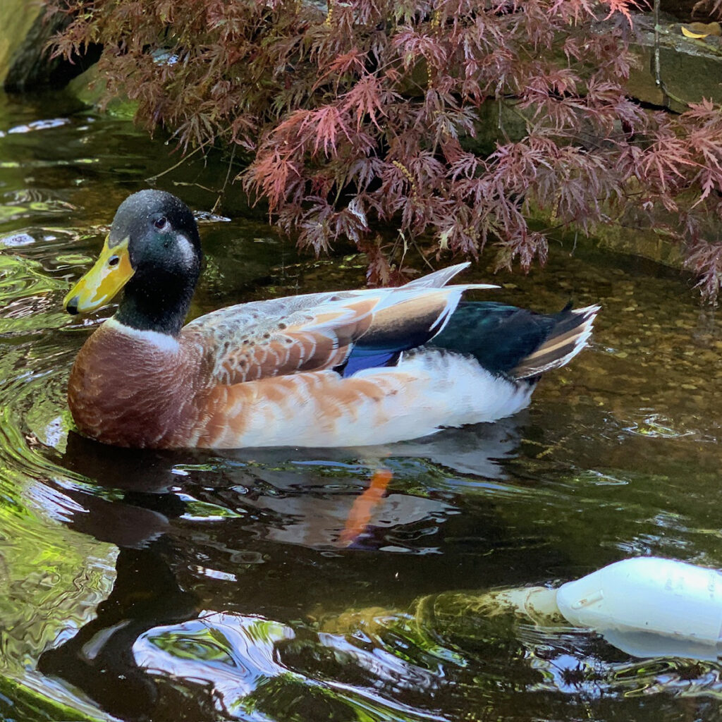 sir winston duckbill