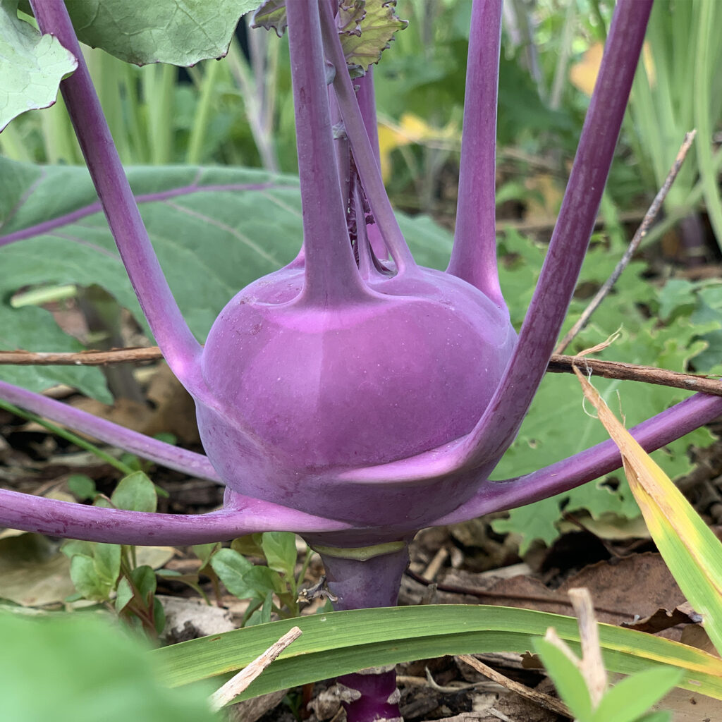 purple kohlrabi 