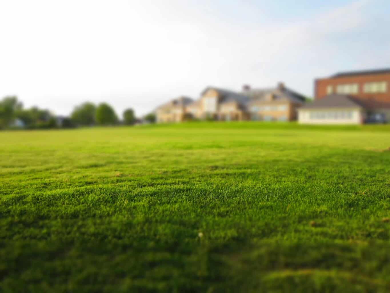 Expansive green lawn with a blurred building in the distance under a clear sky.