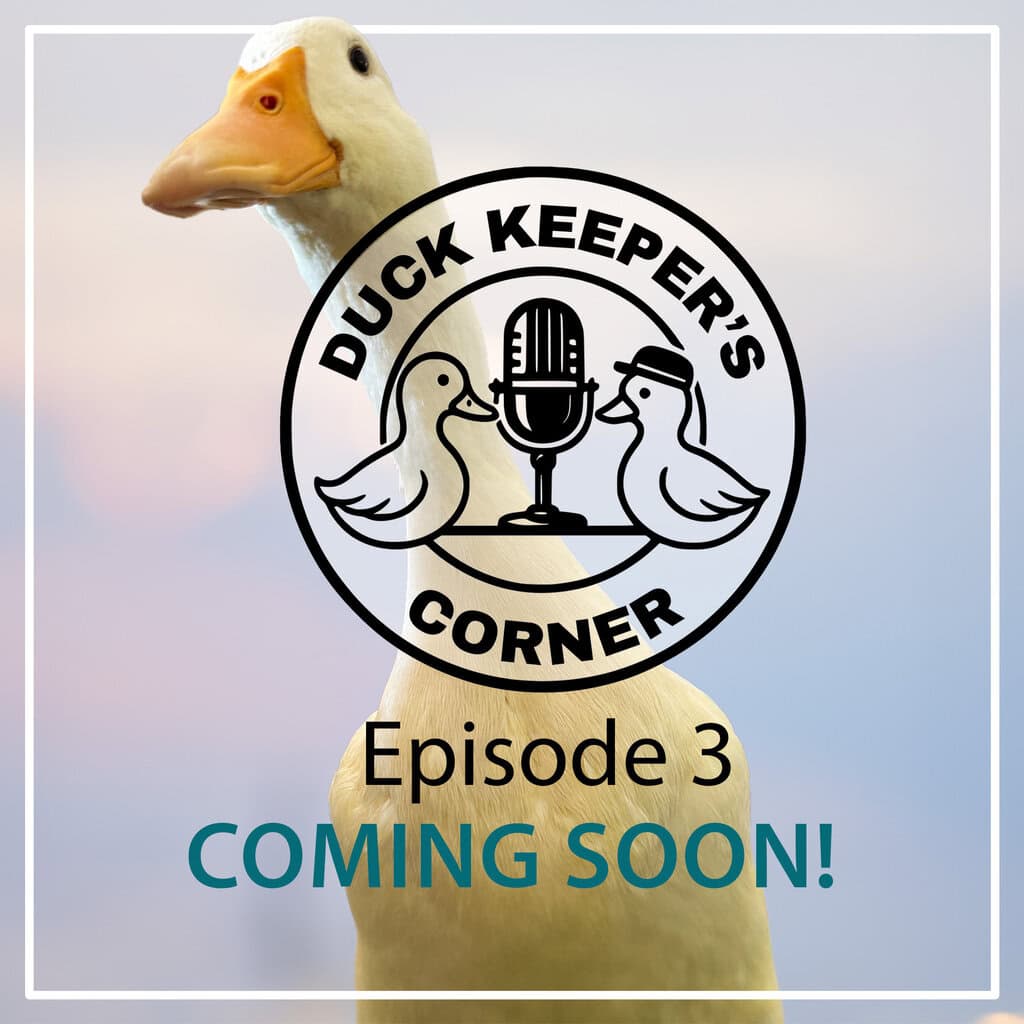 duck keepers corner episode #3 coming soon