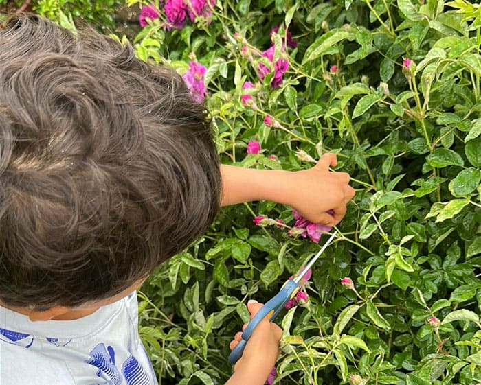 'Cardinal de Richelieu' edible rose 