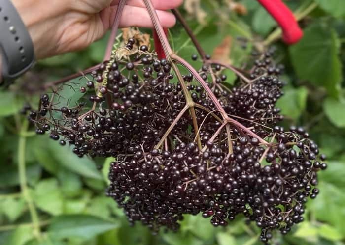 A single large umbel of elderberries from one of our four plants.