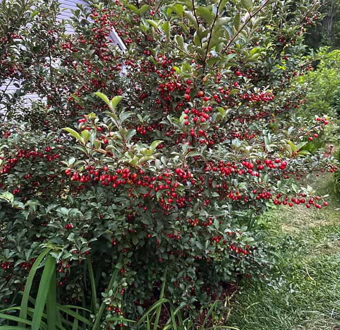 Goumis are self-fertile so we only have one goumi plant. However, it produces an incredible quantity of fruit in early spring. 