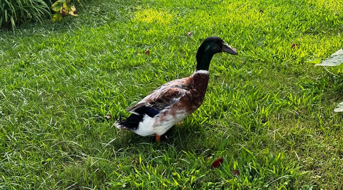 Marty the sex changing duck