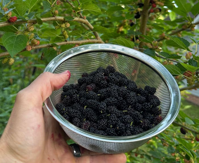 We have two dwarf mulberry trees and still have to prune them to keep them low enough to pick. Mulberries taste similar to blackberries but sweeter. Their seeds are also soft, making mulberries more desirable for people who take issue with blackberry seeds. 